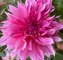 Load image into Gallery viewer, Cafe au Lait Rose Dahlia Tuber - CALR