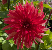Load image into Gallery viewer, AC Rooster Dahlia Tuber - ACRS