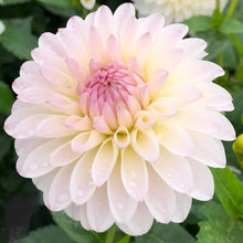 Load image into Gallery viewer, Tahoma Stellar Fellar Dahlia Tuber - THSTFL