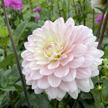 Load image into Gallery viewer, Silver Years Dahlia Tuber - SLVYR