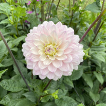 Load image into Gallery viewer, Silver Years Dahlia Tuber - SLVYR