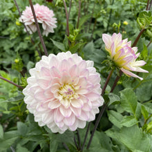 Load image into Gallery viewer, Silver Years Dahlia Tuber - SLVYR