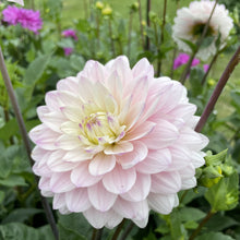 Load image into Gallery viewer, Silver Years Dahlia Tuber - SLVYR