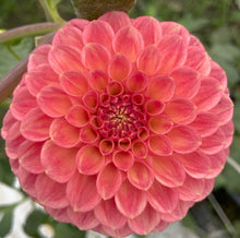 Load image into Gallery viewer, Snoho Doris Dahlia Tuber - SNHD
