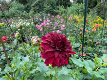 Load image into Gallery viewer, Spartacus Dahlia Tuber - SPT
