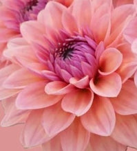 Load image into Gallery viewer, Sweet Sanne Dahlia Tuber - SWTSN