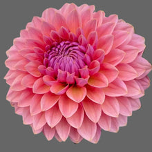 Load image into Gallery viewer, Sweet Sanne Dahlia Tuber - SWTSN