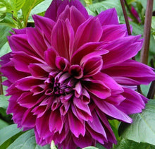Load image into Gallery viewer, Thomas Edison Dahlia Tuber - TED