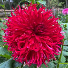 Load image into Gallery viewer, Van Isle Blood Dahlia Tuber - VIBLO