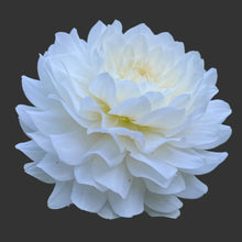 Load image into Gallery viewer, Van Isle Cirrus Dahlia Tuber - VICIRS (LIMIT 1)