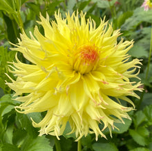 Load image into Gallery viewer, Van Isle Contessa Dahlia Tuber - CBCON