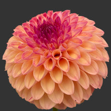 Load image into Gallery viewer, Van Isle Lyn Dahlia Tuber - VILYN