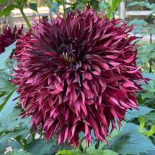 Load image into Gallery viewer, Van Isle Mayne Dahlia Tuber - VIMYN