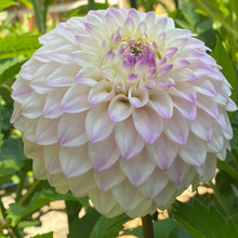 Load image into Gallery viewer, Van Isle Powder Dahlia Tuber - VIPWD