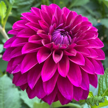 Load image into Gallery viewer, Van Isle Royale Dahlia Tuber - VIRYL