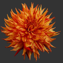 Load image into Gallery viewer, Van Isle Spitfire Dahlia Tuber - VISPIT