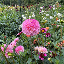 Load image into Gallery viewer, Wine Eyed Jill Dahlia Tuber - WEJ