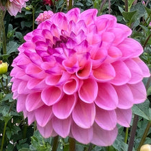 Load image into Gallery viewer, Wine Eyed Jill Dahlia Tuber - WEJ
