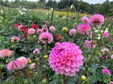 Load image into Gallery viewer, Wine Eyed Jill Dahlia Tuber - WEJ