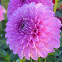 Load image into Gallery viewer, Ferncliff Doris Dahlia Tuber