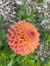 Load image into Gallery viewer, Woodland Wondrous Dahlia Tuber