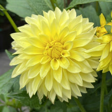 Load image into Gallery viewer, AC Golden Nickles Dahlia Tuber - ACGN