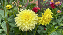Load image into Gallery viewer, AC Golden Nickles Dahlia Tuber - ACGN