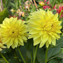 Load image into Gallery viewer, AC Golden Nickles Dahlia Tuber - ACGN