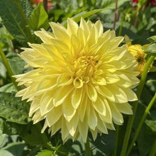 Load image into Gallery viewer, AC Golden Nickles Dahlia Tuber - ACGN