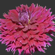 Load image into Gallery viewer, Jennifer's Wedding Dahlia Tuber