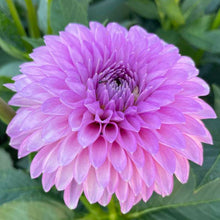 Load image into Gallery viewer, Ferncliff Doris Dahlia Tuber