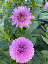Load image into Gallery viewer, Ferncliff Doris Dahlia Tuber