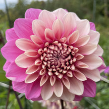 Load image into Gallery viewer, Bowser Denyse Dahlia Tuber - BWDN