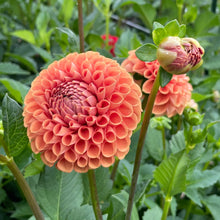Load image into Gallery viewer, Cornel Bronze Dahlia Tuber - CBZ