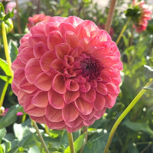 Load image into Gallery viewer, Cecil Dahlia Tuber - CCL