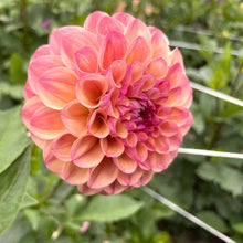 Load image into Gallery viewer, Cecil Dahlia Tuber - CCL
