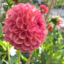Load image into Gallery viewer, Cecil Dahlia Tuber - CCL
