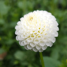 Load image into Gallery viewer, Tiny Treasure Dahlia Tuber - TT