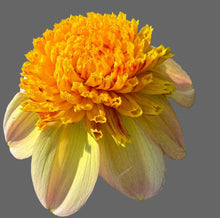 Load image into Gallery viewer, Bloomquist Golden Dahlia Tuber - BQGL