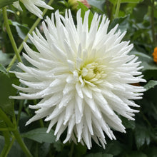 Load image into Gallery viewer, Clearview Tammy Dahlia Tuber - CLVT