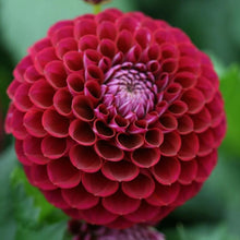 Load image into Gallery viewer, Cornel Dahlia Tuber - COR