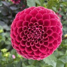 Load image into Gallery viewer, Cornel Dahlia Tuber - COR