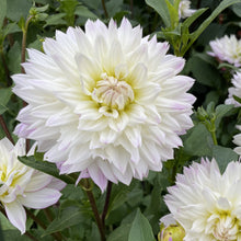 Load image into Gallery viewer, Crazy Love Dahlia Tuber - CRLV
