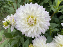 Load image into Gallery viewer, Crazy Love Dahlia Tuber - CRLV
