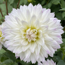 Load image into Gallery viewer, Crazy Love Dahlia Tuber - CRLV