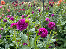 Load image into Gallery viewer, SB's Becky Dahlia Tuber - SBBC