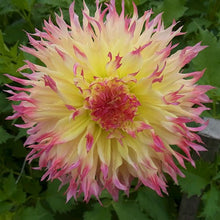 Load image into Gallery viewer, Hapet Perfekt Dahlia Tuber - HPKT