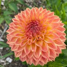 Load image into Gallery viewer, Woodland Wondrous Dahlia Tuber