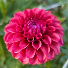 Load image into Gallery viewer, Mission Gypsy Dahlia Tuber - MSGP