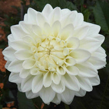 Load image into Gallery viewer, Bowser Cloud Dahlia Tuber - BWCL